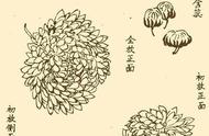 国画菊花教程：让你轻松画出令人惊艳的菊花作品！