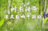 沉香：植物钻石，万香之王的传奇故事