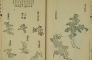 10.《芥子园画谱》高清彩色版收藏：早稻田大学树画法赏析