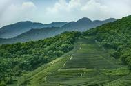 深度解析江南五大工夫红茶的品质与特色