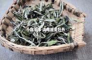 四大维度揭秘白茶春茶和秋茶的差异化魅力！