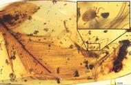 白垩纪的琥珀奇观：揭示史前生物的神奇之处