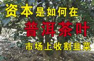 普洱茶叶市场资本操作与韭菜收割现象的深度探讨。