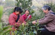 紫阳富硒茶产业的崛起与区域经济的共生共赢