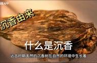 沉香科普：让你更了解这种珍贵的香料