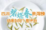 我现在对四川碧螺春的评测：结果令人惊喜