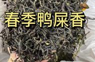 价格相同的“鸭屎香”春茶和冬茶，哪款更能体现其独特风味？