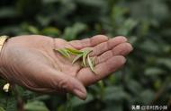 春茶、夏茶和秋茶：特点详解