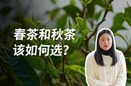 品味差异：为何有人更喜欢春茶而非秋茶？