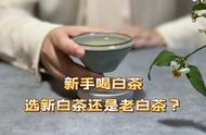 第一次买白茶：看完这4点，你就会知道应该选