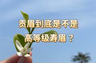 白茶等级分析：贡眉与寿眉的区别，别再选错了