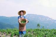 精心研究：太平猴魁——绿茶之王的精致剖析