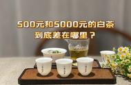 500元一斤的白茶与5000元一斤的白茶，价格差异探究