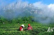 黄光辉分享：'茗战'即将打响，江西茶的低调策略将有所调整