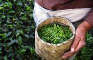 蒙顶黄芽：闷泡，一种深度的茶饮体验