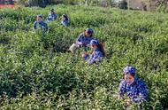 头锅钟山雨花茶开采，品质提升，价格保持稳定且未涨价