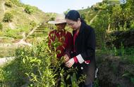 洞庭碧螺春：中国十大名茶的精华所在