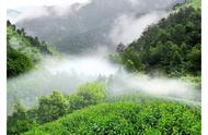 太平猴魁：特种绿茶入门知识的深入探讨