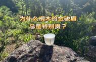 红茶天花板的背后：桐木金骏眉为何能成为茶界的霸主