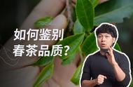 13年老茶人分享春茶鉴别经验，让你成为茶叶达人！