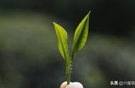 六堡茶的世界：社前茶、明前茶、雨前茶的独特之处