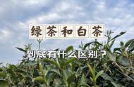 新手必备：简洁易懂的绿茶和白茶差异解析