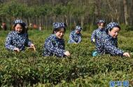 南京钟山雨花茶春茶开采：一场与茶叶的亲密接触