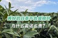 为何同为树叶，但价格却有天壤之别？揭秘3000元一斤的白茶与30元一斤的白茶的差异