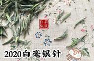 白毫银针冲泡步骤全面揭示：让你的茶更有风味