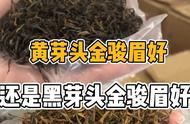 从黄芽到黑芽：金骏眉，这4个细节决定你的选择