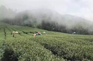 兰香太平猴魁，醉享人生