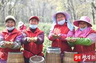 「视频」南京钟山雨花茶今日开采，春分节气采茶忙