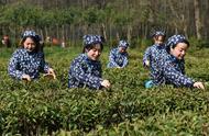 南京钟山雨花春茶：春季开采的科技应用