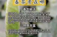 西湖龙井茶真相大揭秘：让你不再被假冒伪劣产品所迷惑！