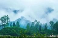 春日黄山，与您共享一杯毛峰茶！