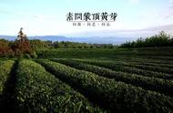 雅安黄茶：阳春三月，黄芽的诗意