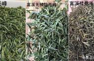 黄山毛峰哪里的品质最有保证？高山茶胜过平原茶