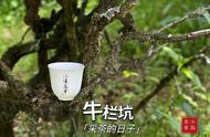 去年大旱，龙王庙面临了哪些挑战？今年武夷岩茶有哪些新发展？