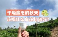 秋天白茶推荐：春茶、秋茶和老白茶，一篇文章让你品味秋天的韵味