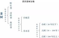 普洱茶选购全攻略：分级体系让你买得放心