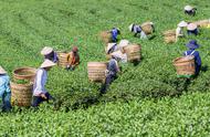 中国哪里的花茶最有滋味？这三种花茶，营养丰富，味道香浓，你品尝过几种？