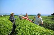 婺城茶场：夏日里的绿色忙碌