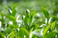 茶叶文化探索：春茶和秋茶为何比夏茶更受欢迎？