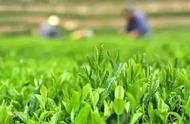 如何分辨春茶、夏茶和秋茶的特点？