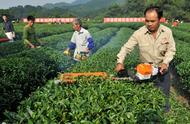 茶农的成功之道：夏季茶园管理的4个关键要素，助你实现丰收