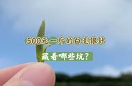 我在直播间以500元的价格抢到的白毫银针新茶，是不是超值？