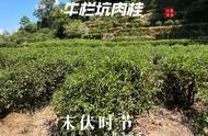 台地茶的茶叶探索：西湖龙井、武夷岩茶、信阳毛尖和白茶