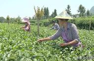 筠连：大山茶农的夏季采茶忙