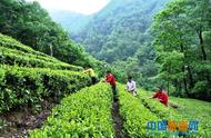 陇南康县阳坝镇宋沟村茶农的夏季茶叶采摘实况