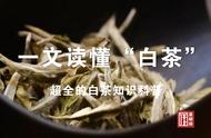 白茶科普手册：一篇文章带你领略白茶之美